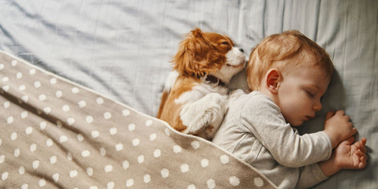 A dog and a child laying together on a bed, covered with a polka-dotted blanket