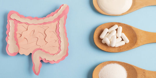 a paper cutout of a stomach and intestines beside wooden spoons holding probiotics and powders